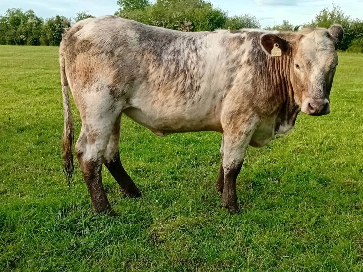Animals - Image 4