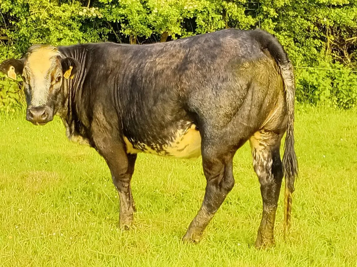 Animals - Image 1