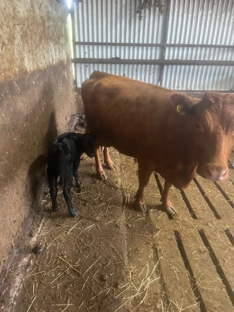 Dexter cow and calf - Image 1