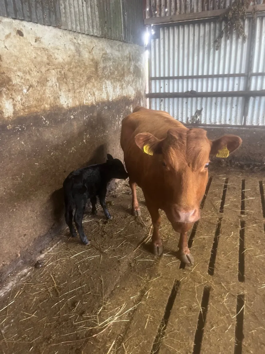 Dexter cow and calf - Image 2