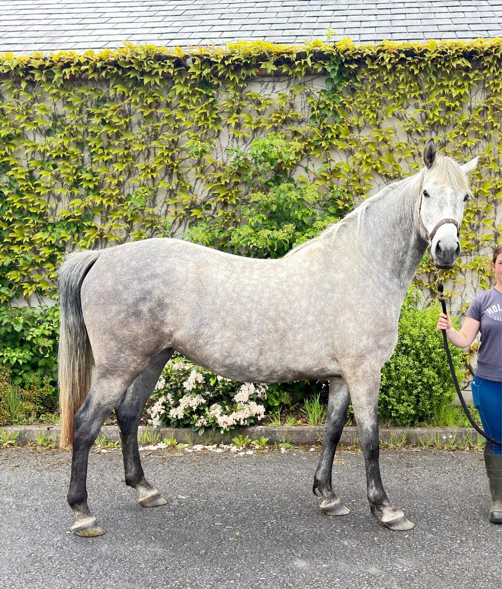 4 year old sport horse - Image 1
