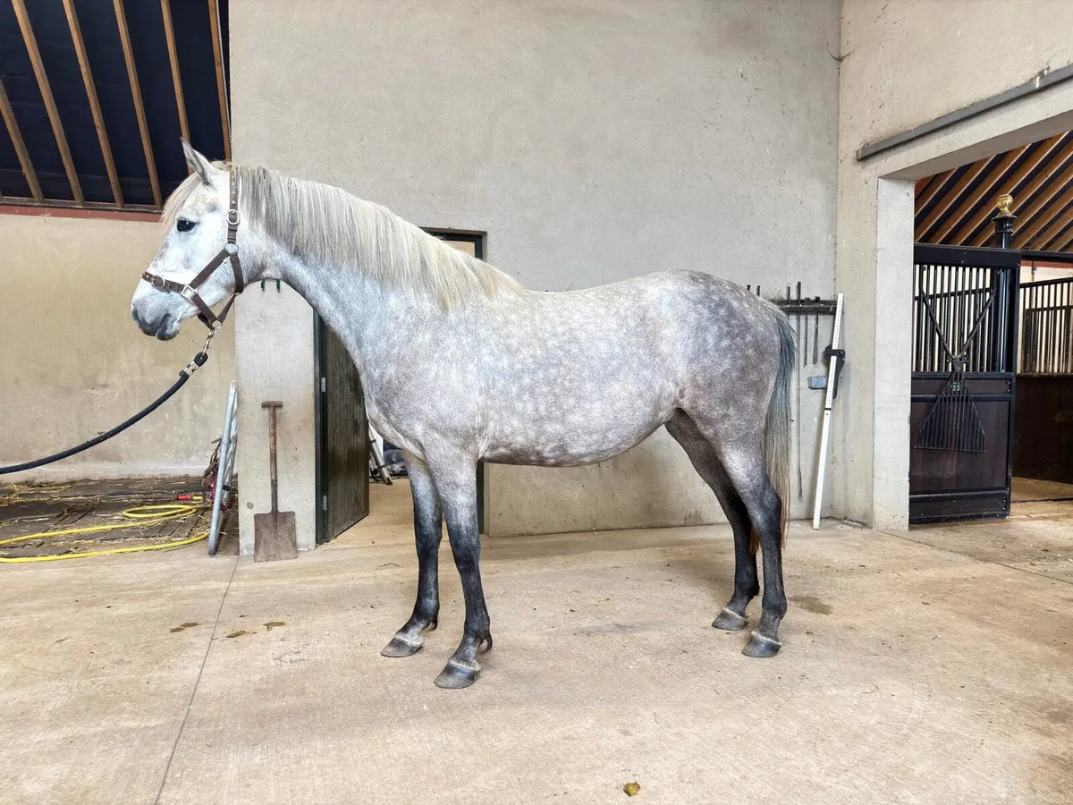 4 year old sport horse - Image 2