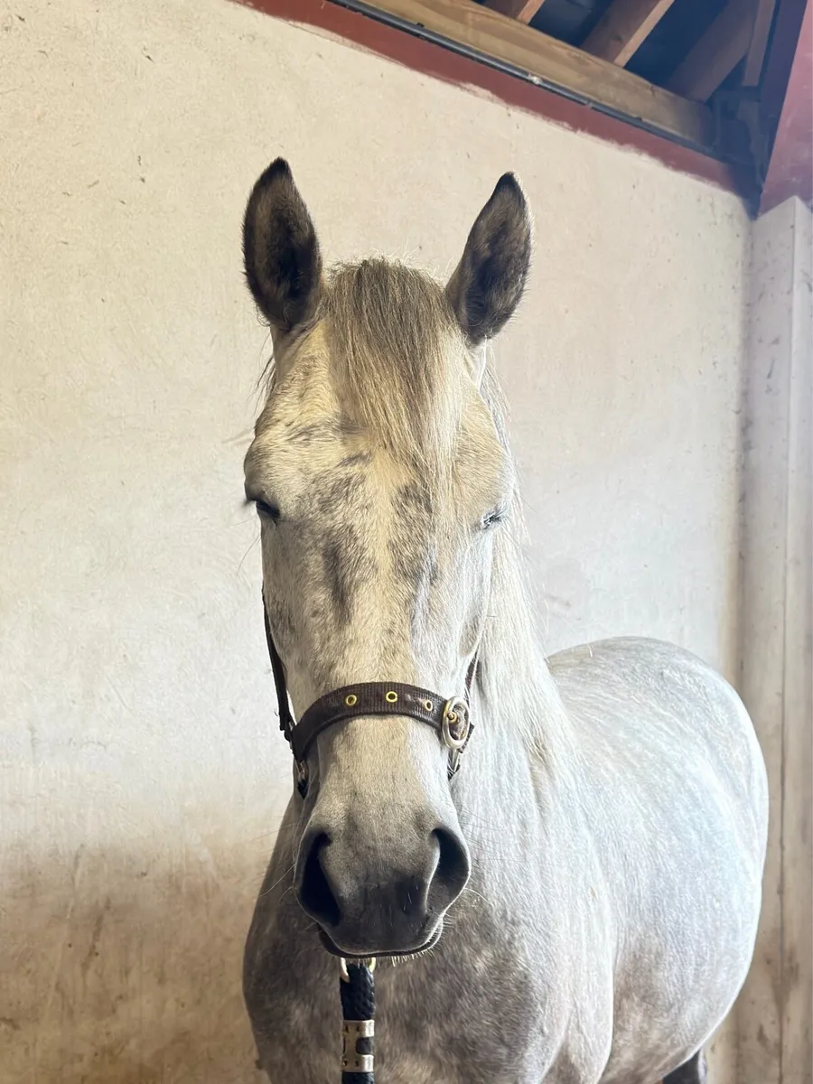 4 year old sport horse - Image 3