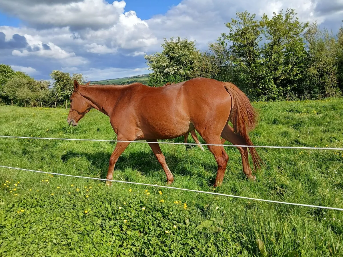 5 year old mare - Image 4