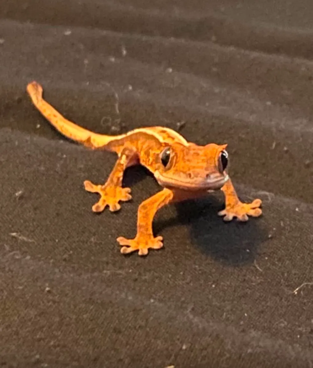 Crested gecko plus setup - Image 1