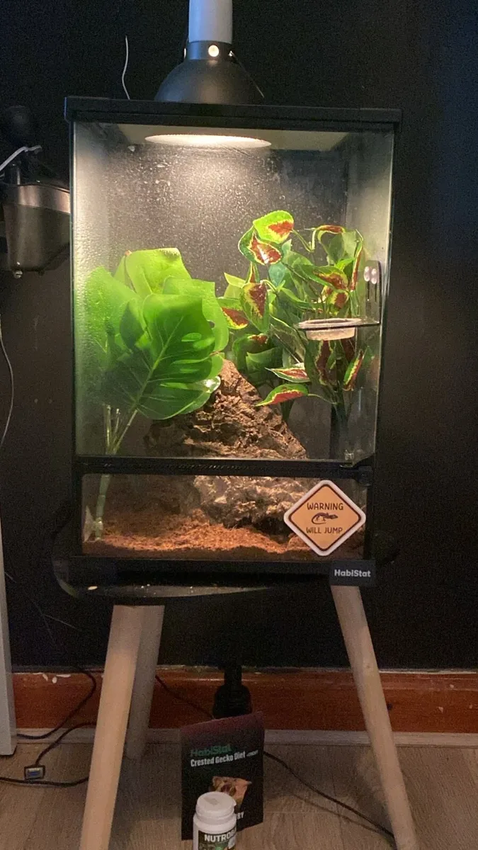 Crested gecko plus setup - Image 2