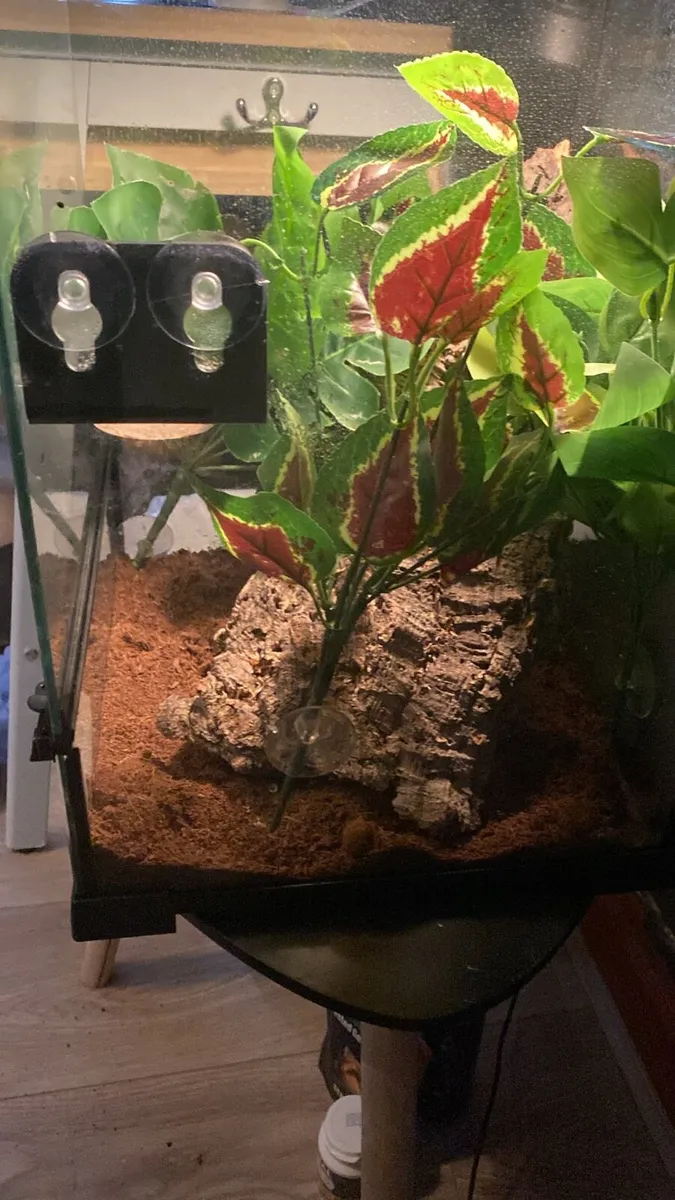 Crested gecko plus setup - Image 3