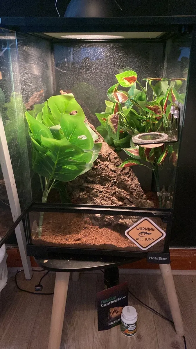 Crested gecko plus setup - Image 4