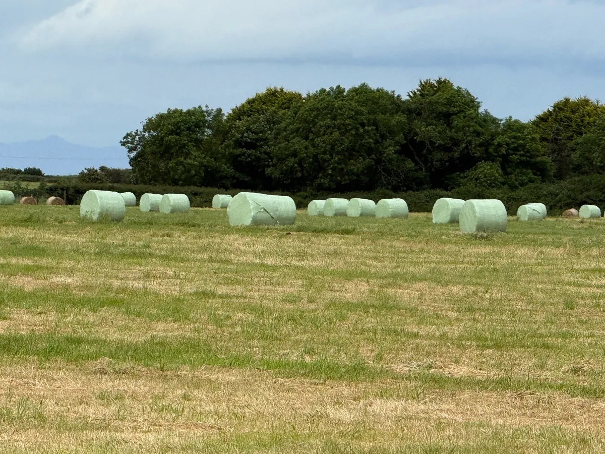 Silage bales first cut (400) - Image 1