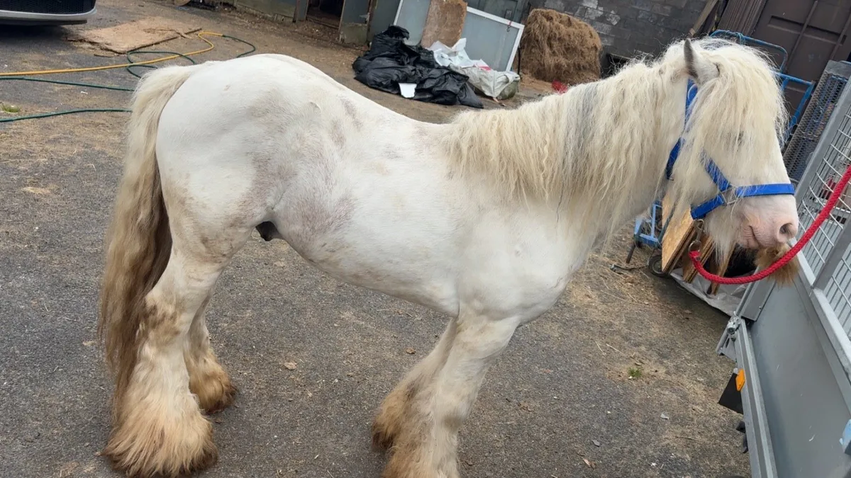 Pony - Image 2