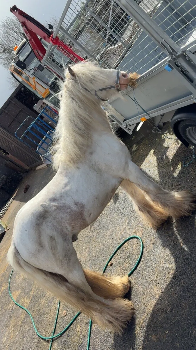 Pony - Image 4