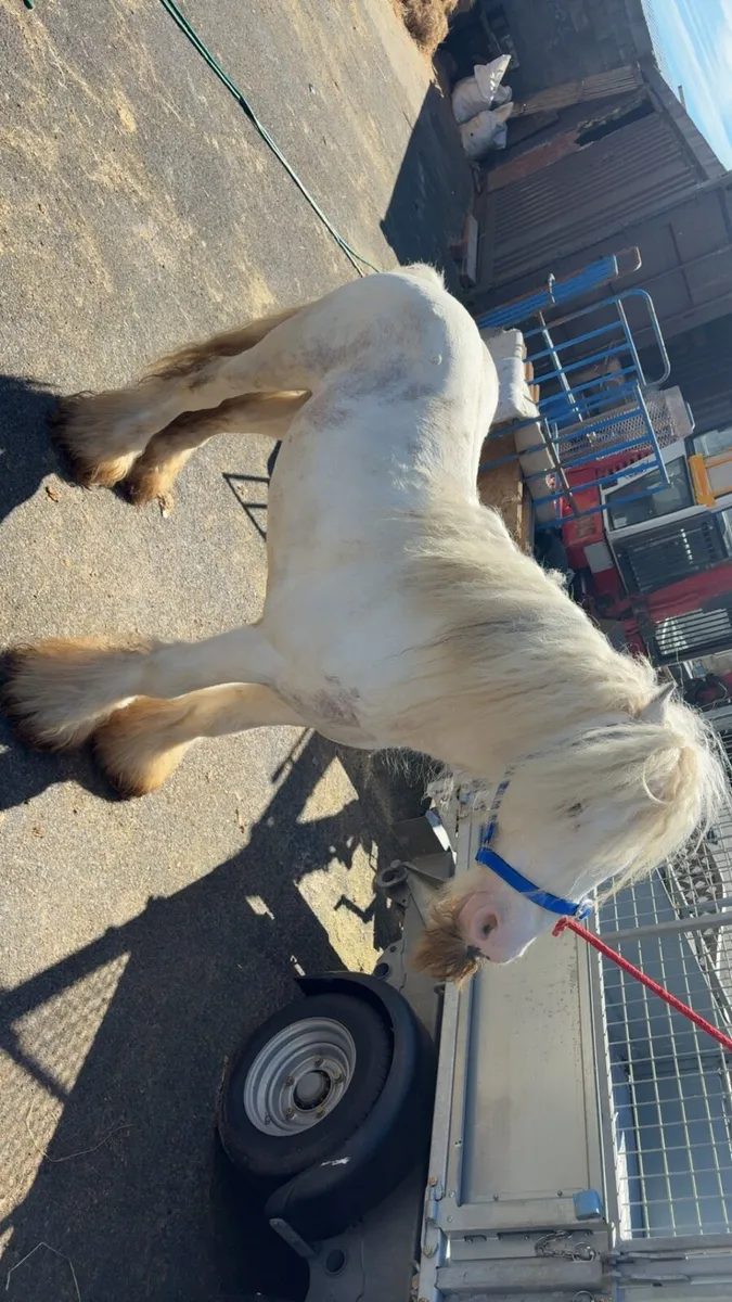 Pony - Image 1