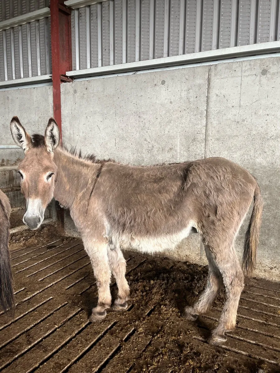 Mare donkey - Image 1