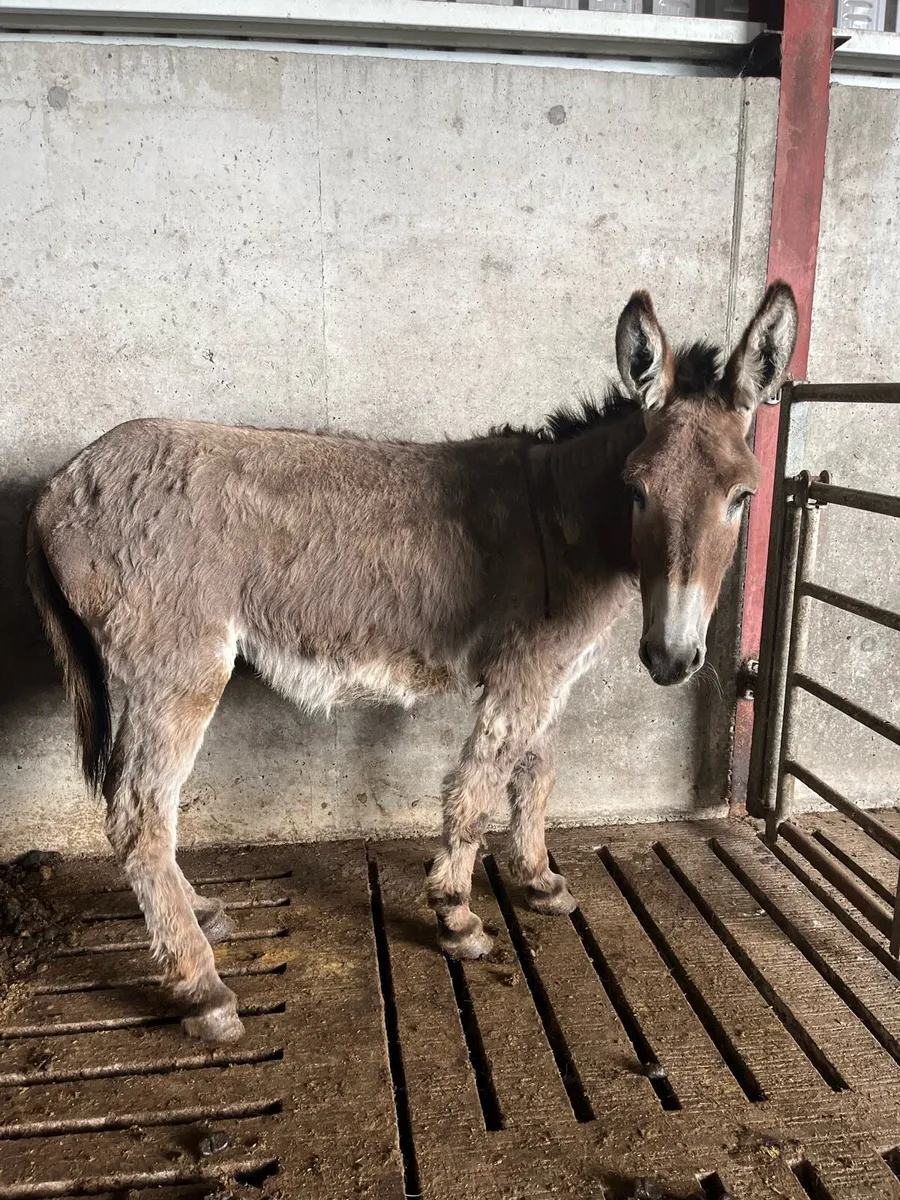 Mare donkey - Image 2