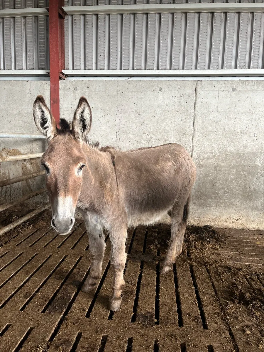 Mare donkey - Image 3