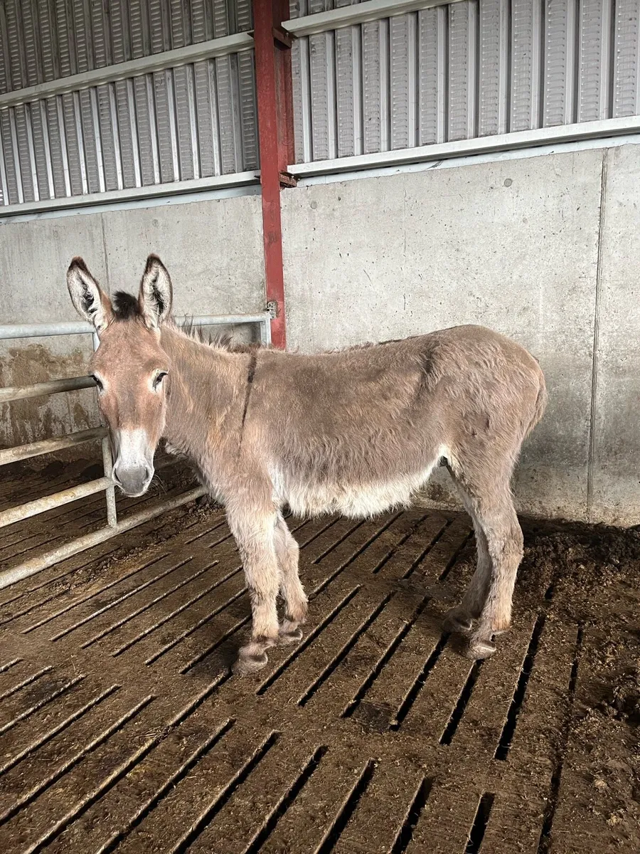 Mare donkey - Image 4