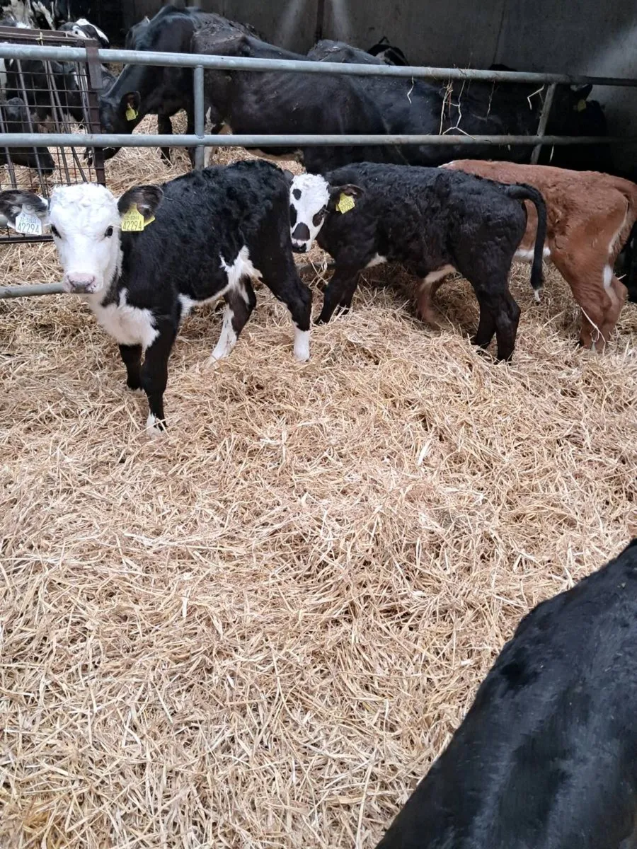 Hereford and Angus calves - Image 1