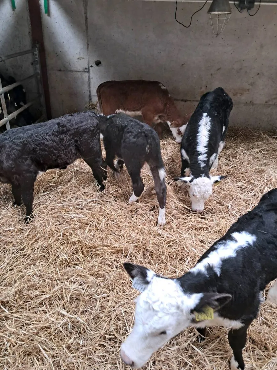 Hereford and Angus calves - Image 2
