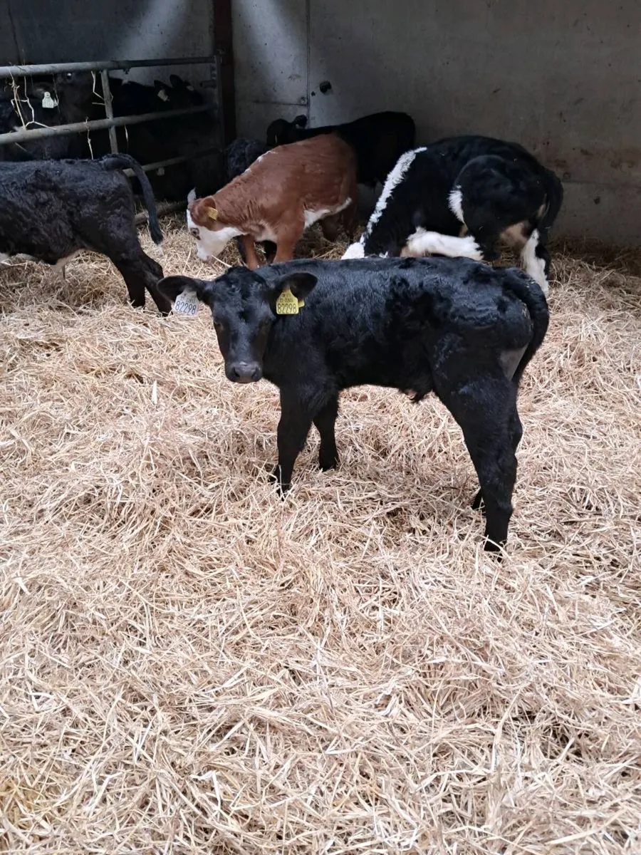 Hereford and Angus calves - Image 3