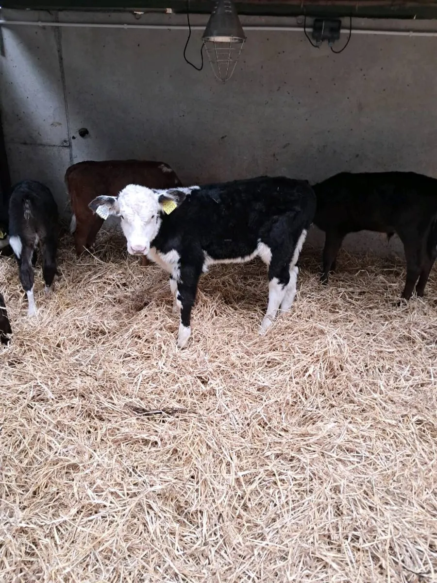 Hereford and Angus calves - Image 4