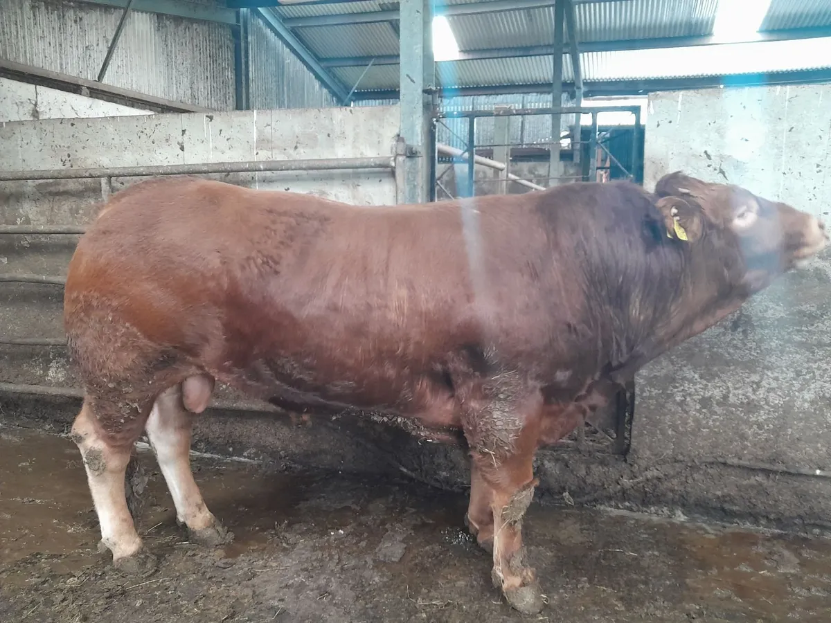 Pure bred Limousin Bull 24 mths old - Image 4
