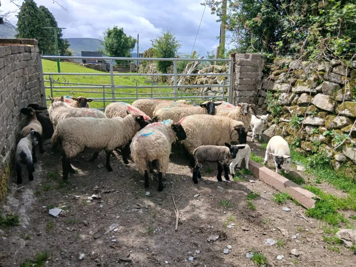 Hoggets and lambs - Image 4