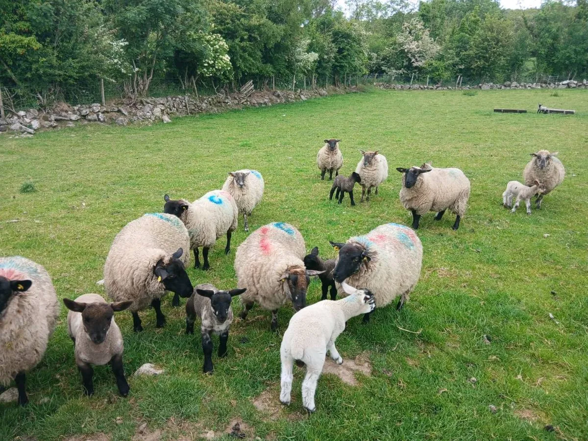 Hoggets and lambs - Image 1