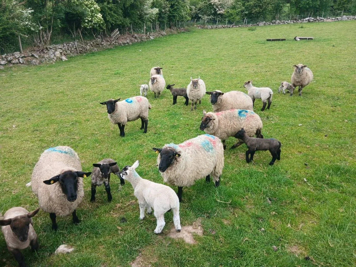 Hoggets and lambs - Image 2