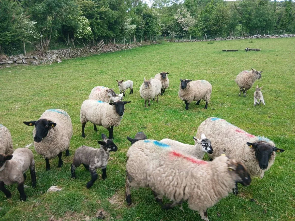 Hoggets and lambs - Image 3