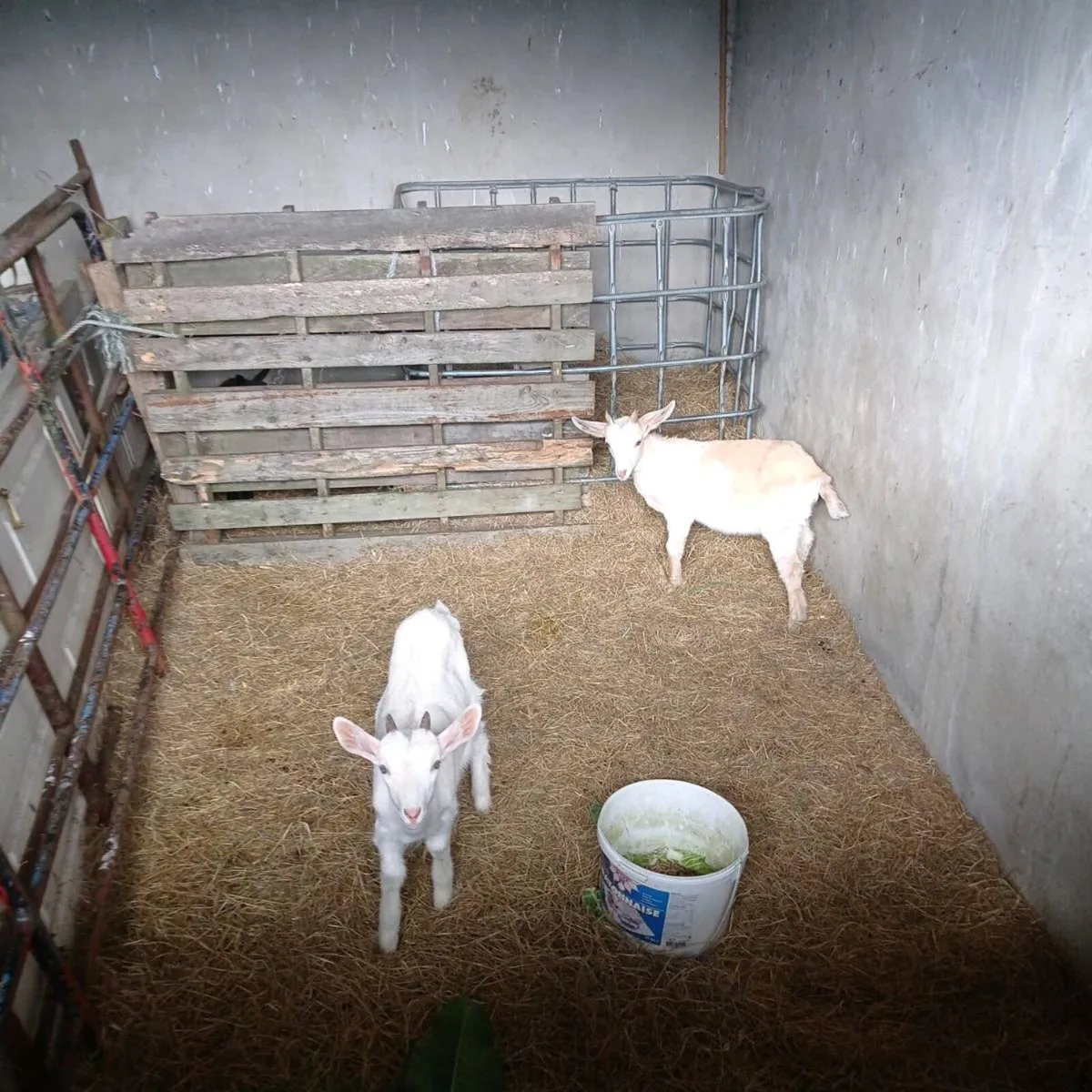Kid goats - Image 1