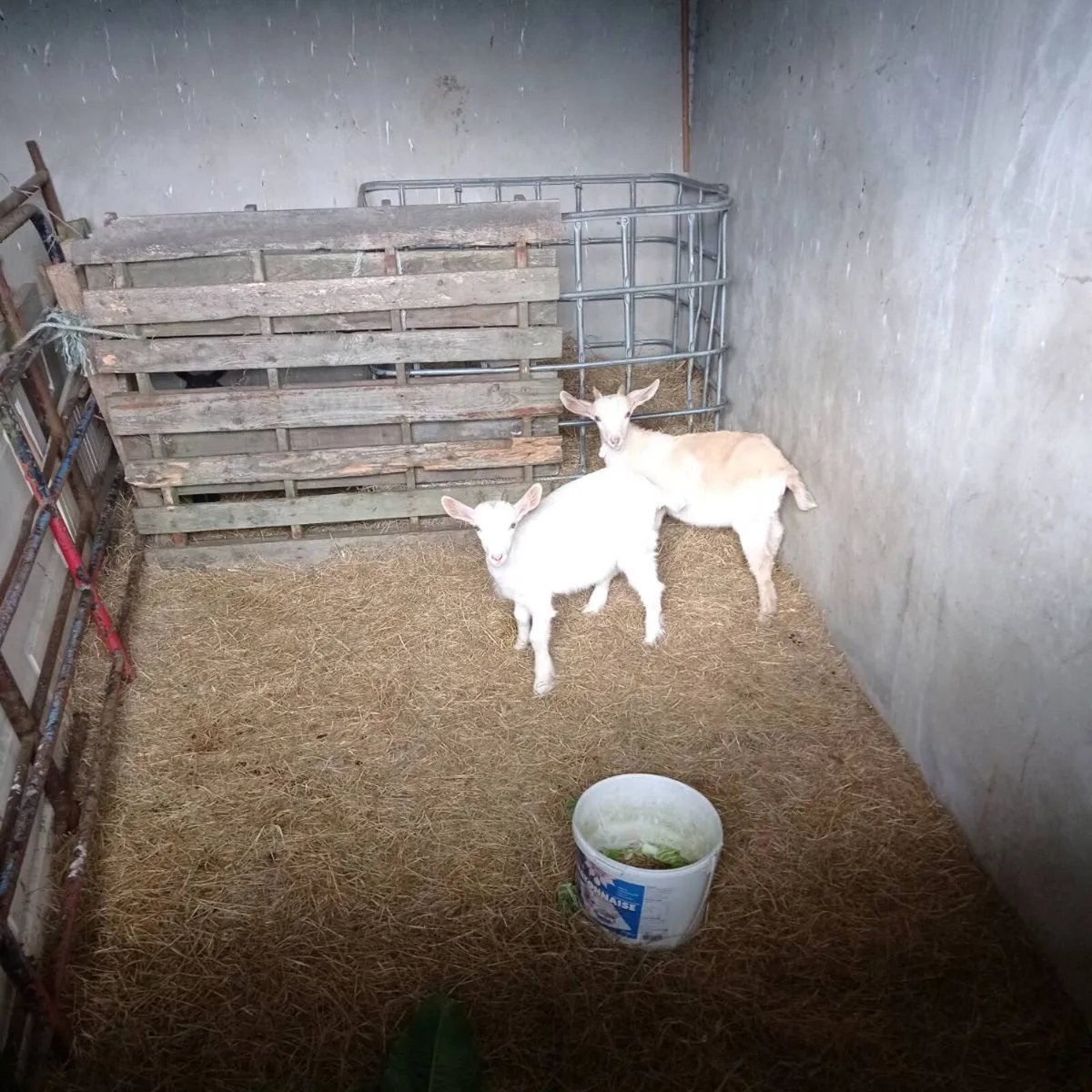 Kid goats - Image 3