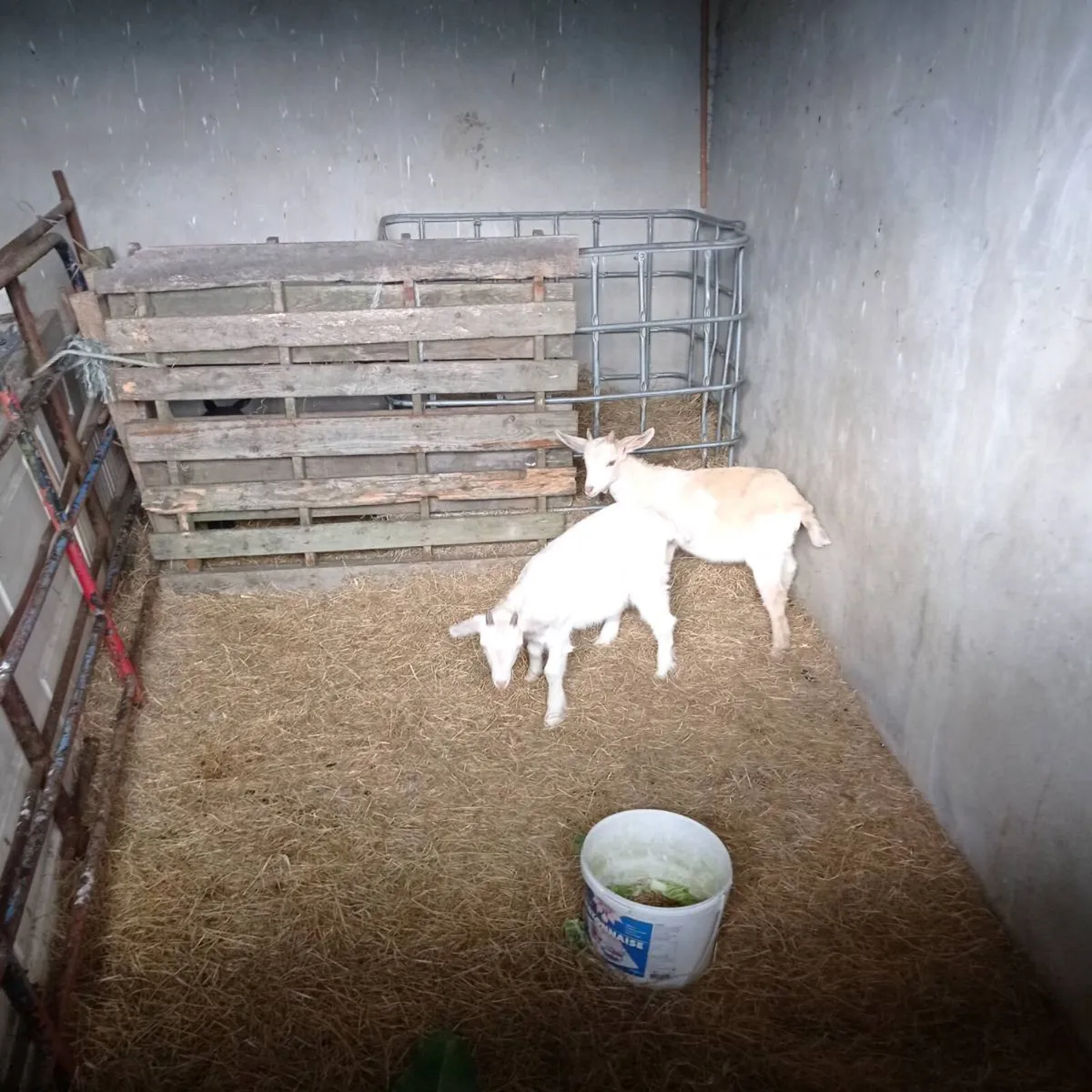 Kid goats - Image 2