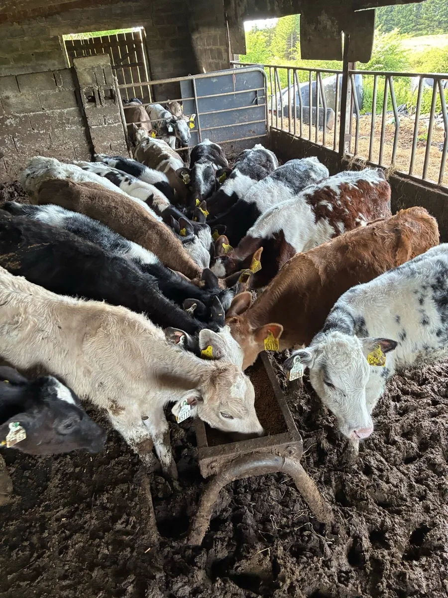 Weanlings - Image 1