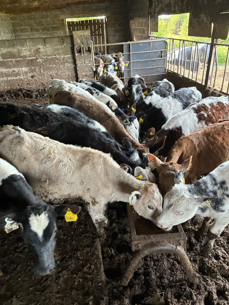 Weanlings - Image 2