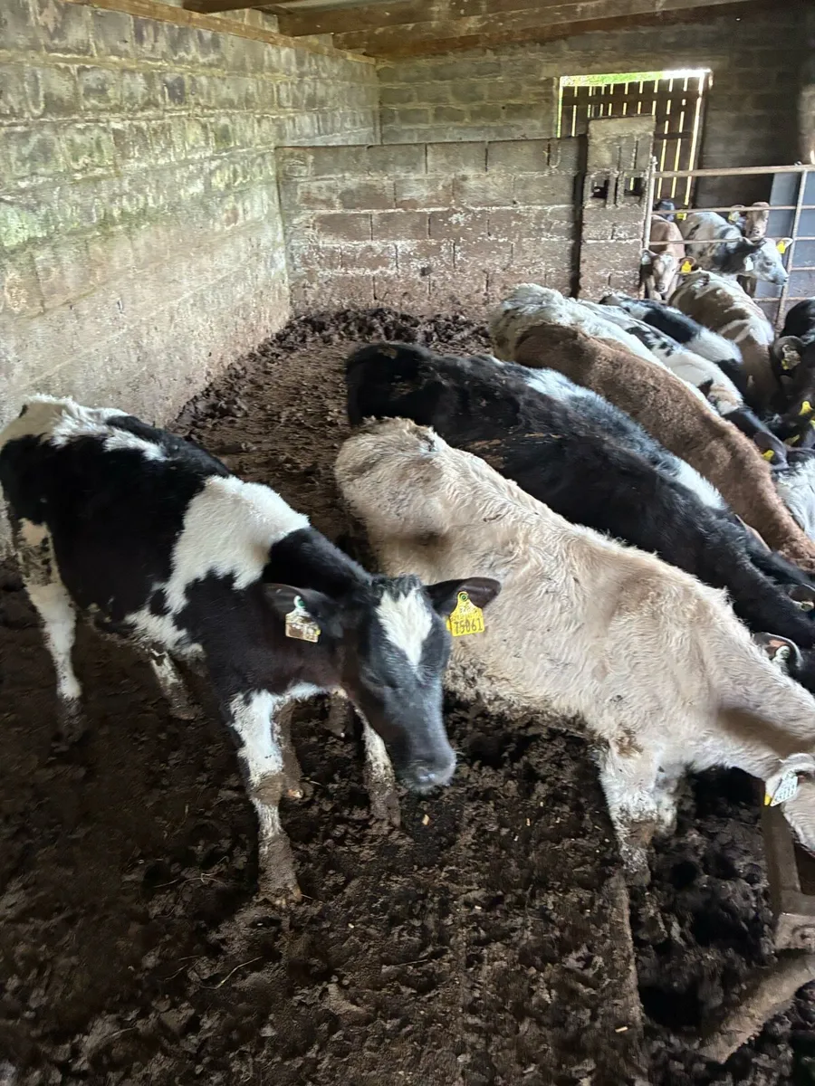 Weanlings - Image 3