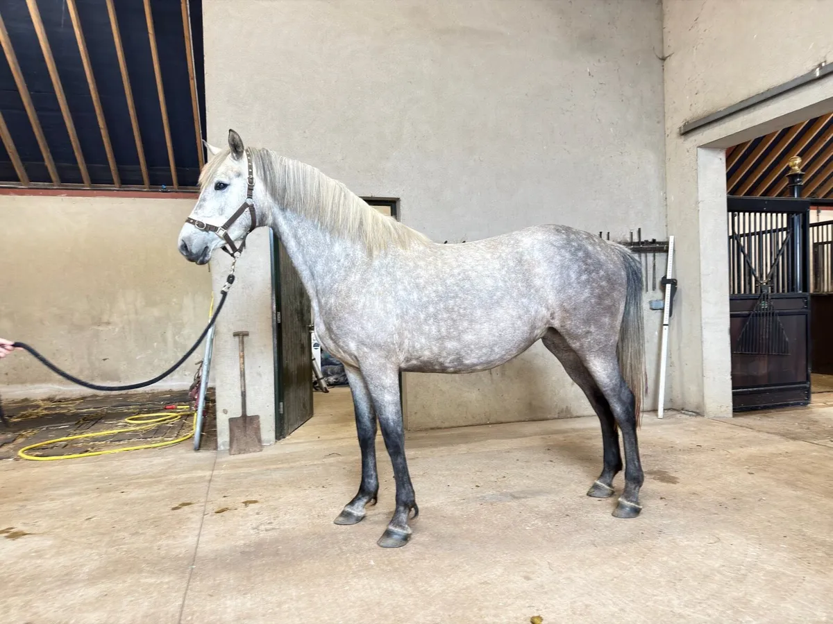 4 year old sport horse - Image 4