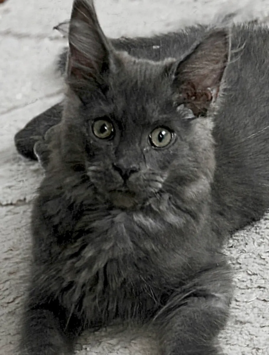 *Both reserved* Maine Coon kittens - Image 1