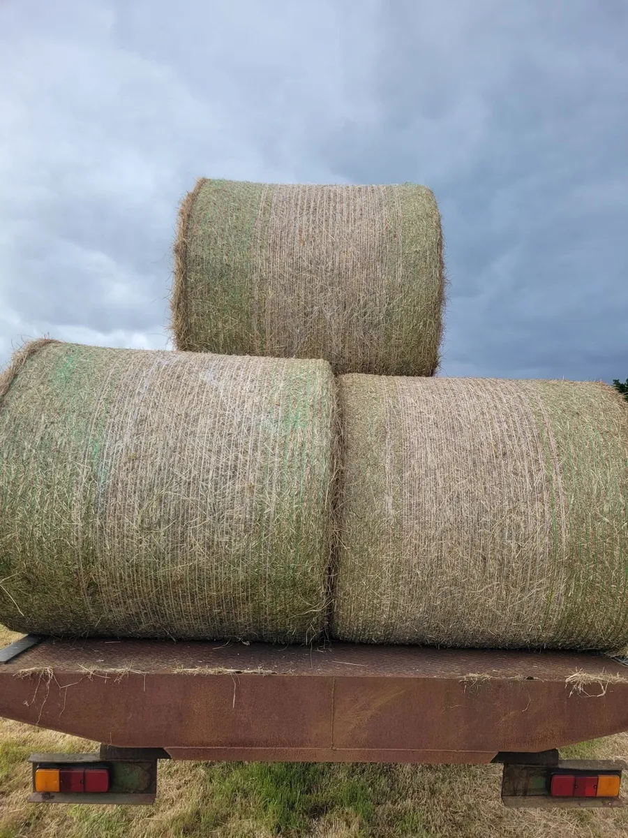 Hay - Image 2