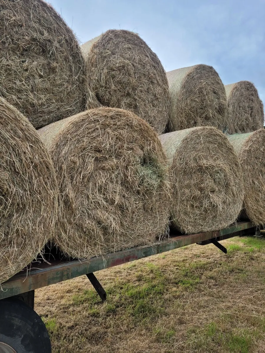 Hay - Image 1
