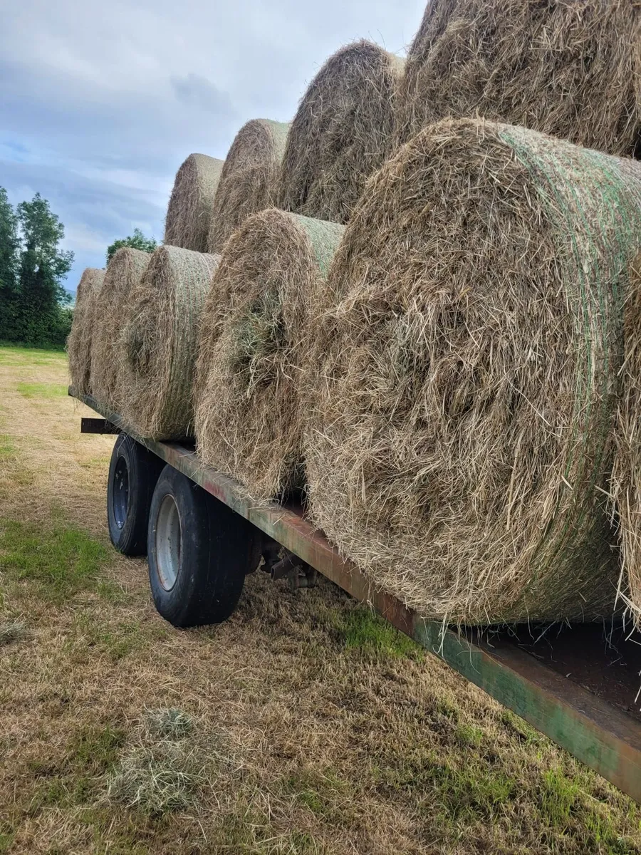 Hay - Image 3