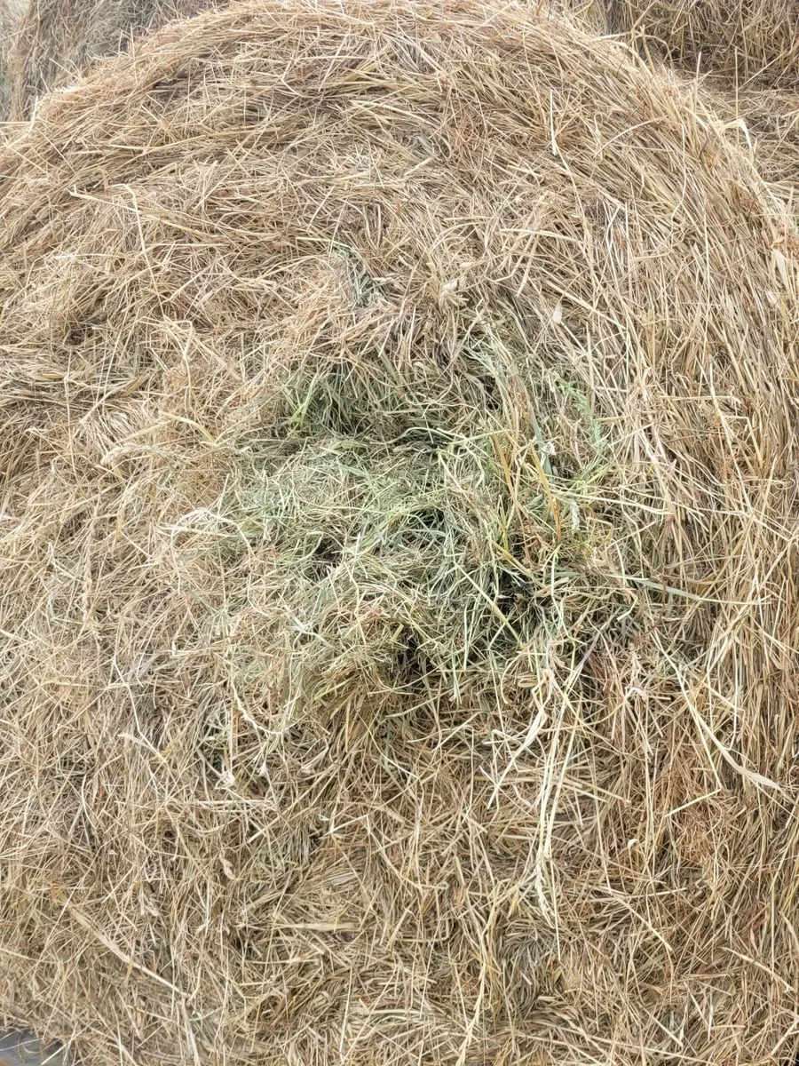 Hay - Image 4