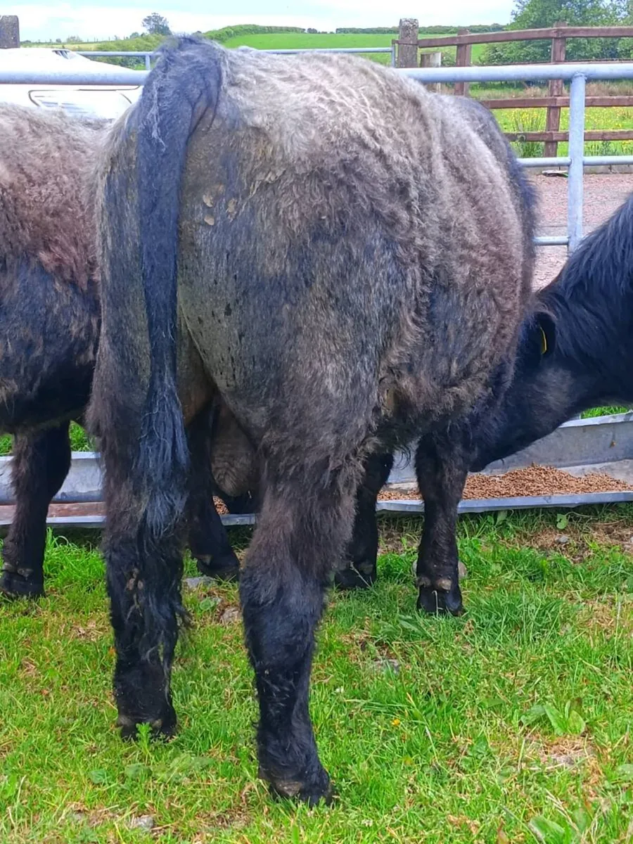 Blue Shorthorn Bull For Sale. - Image 2