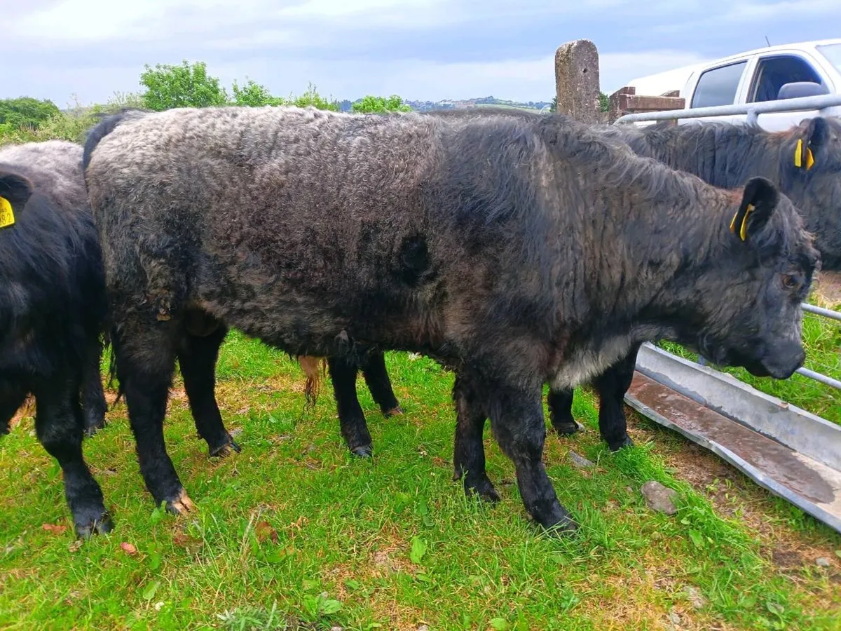 Blue Shorthorn Bull For Sale. - Image 3