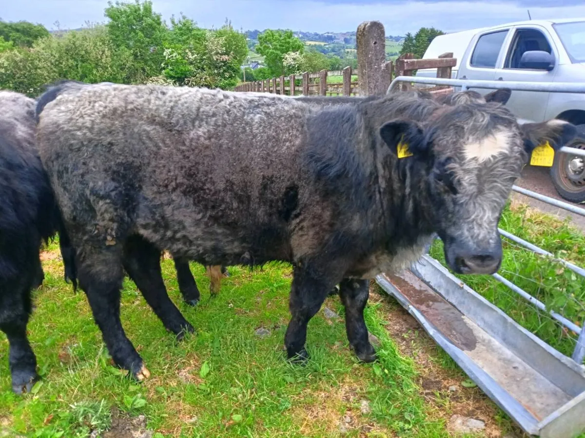 Blue Shorthorn Bull For Sale. - Image 4