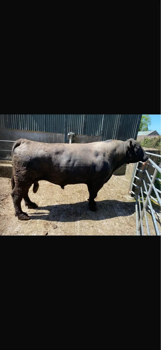 Pedigree AA Bull - Image 1