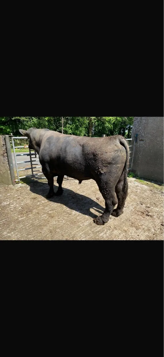 Pedigree AA Bull - Image 2