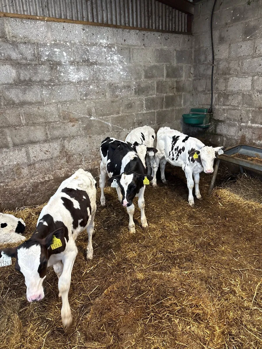 8 Once a day FR bulls - Image 2