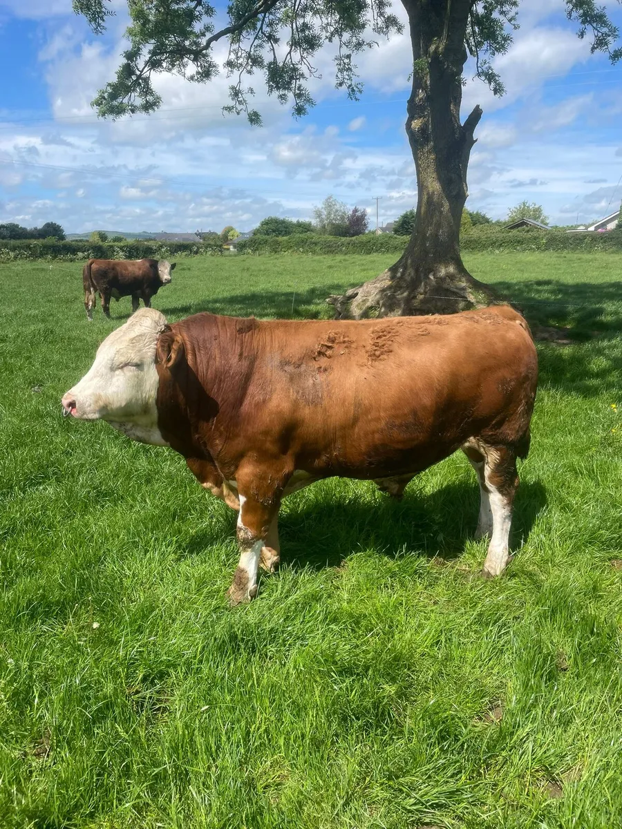 Flechvieh Bulls - Image 2