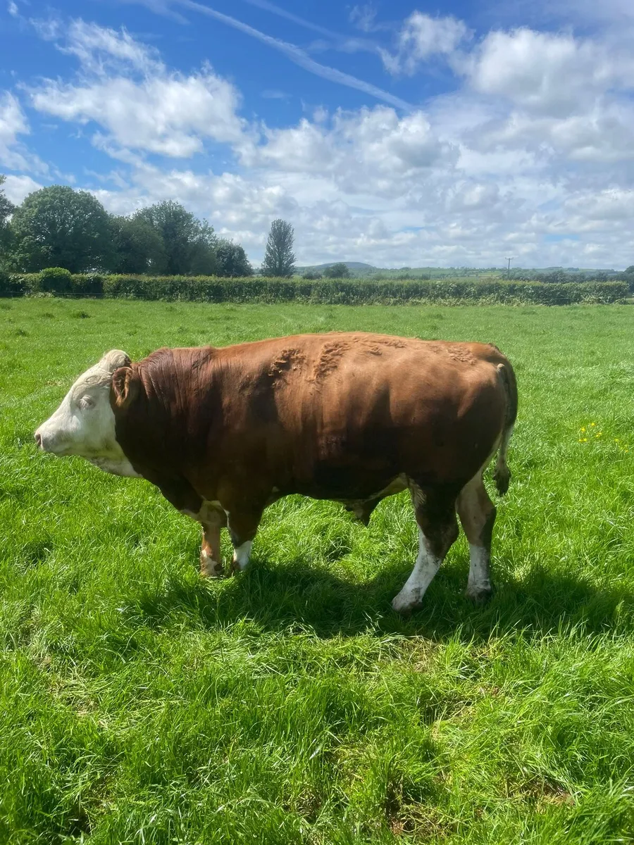 Flechvieh Bulls - Image 3