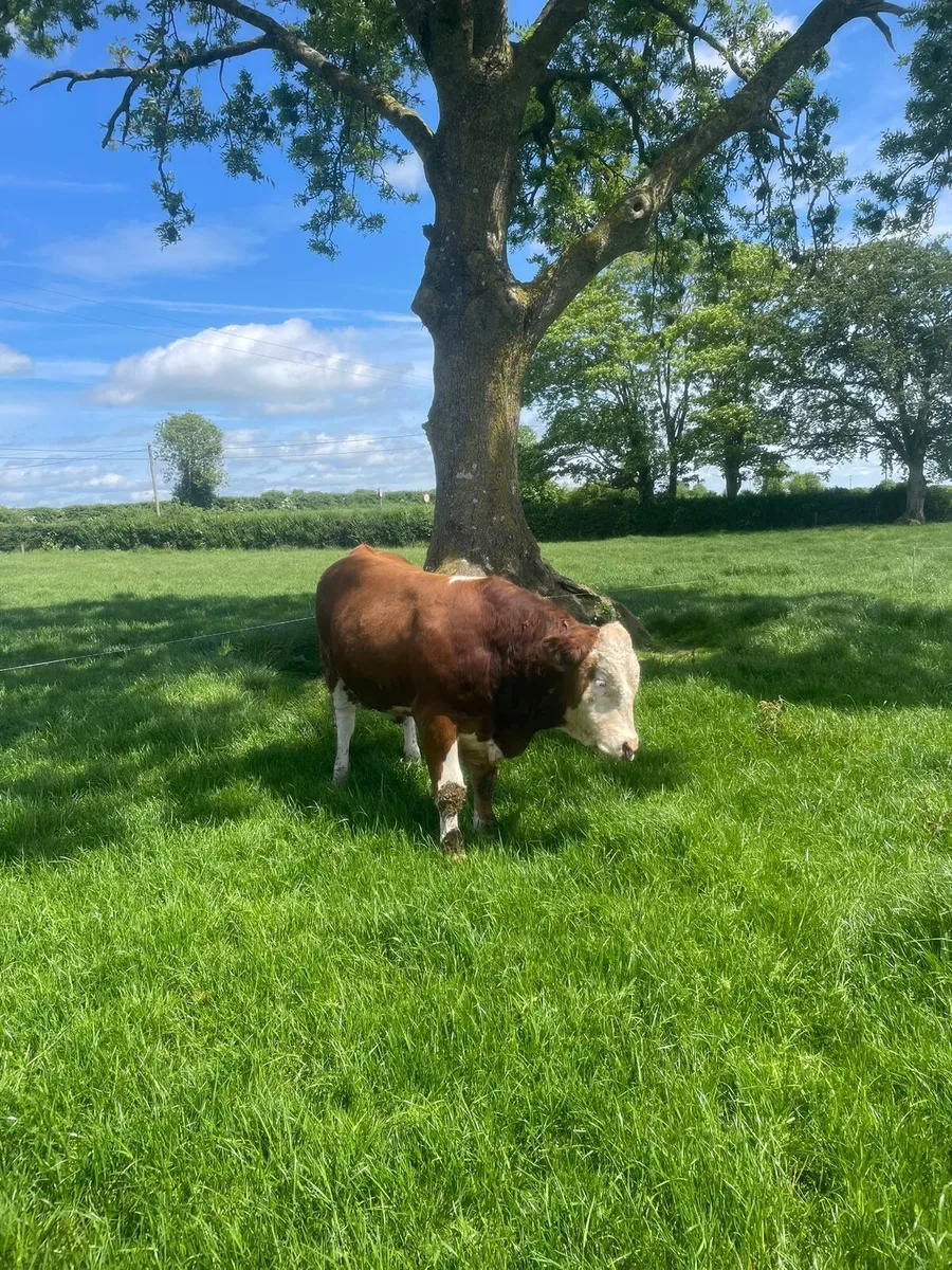 Flechvieh Bulls - Image 4